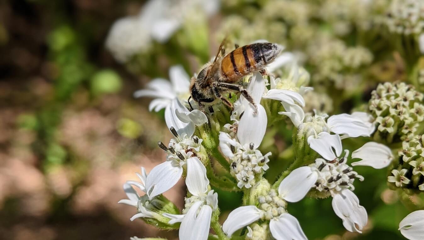 Bride’s Guide: Managing Allergies During the Ceremony