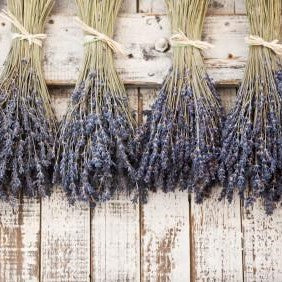Lavender