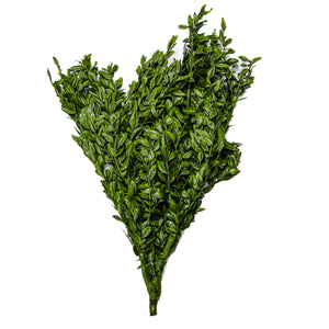 Preserved Boxwood Bundle in Natural Green 5oz.