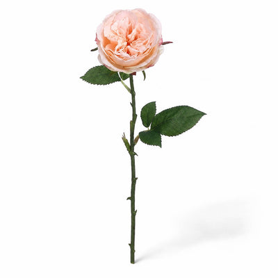Set of 12 Long Stem Peach Roses 20"