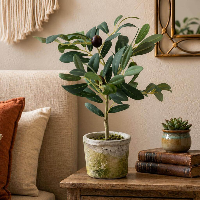 Mini Olive Tree 12in - thumbnail number 8