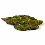 Foam moss tree bark on a white background - thumbnail number 1