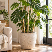 Natural 24" bamboo poles used as plant stakes in a potted monstera - thumbnail number 6