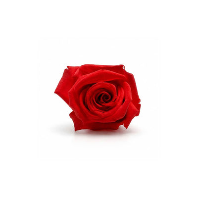 Preserved Roses Red 1in (Pack of 12)