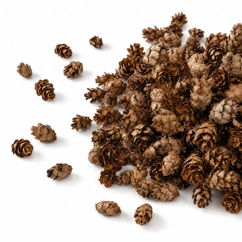 Pile of tiny hemlock pine cones on a white background - thumbnail number 1