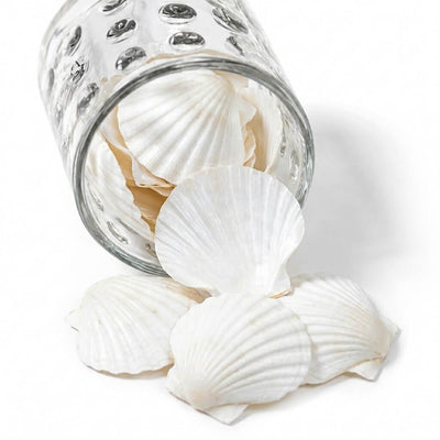 Natural Scallop Shells Pearl White Pack of 50 - thumbnail number 1