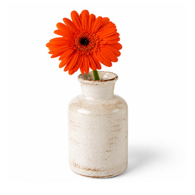 Single vibrant orange gerbera daisy in a rustic white ceramic vase on a white background - thumbnail number 2