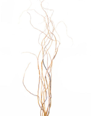 Curly Willow Tree Branch Bundle, 3-4 Feet