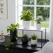 12 inch black metal display shelf holding various potted plants on a table - thumbnail number 8