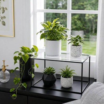 Clear acrylic and black metal display stand holding potted houseplants on a table - thumbnail number 10