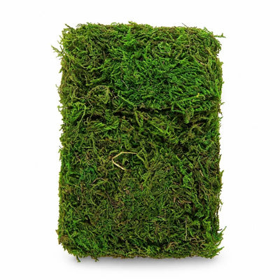 Compressed block of natural preserved green reindeer moss - thumbnail number 1
