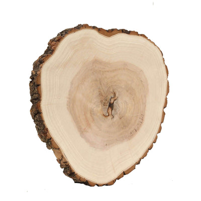 18-inch rustic round poplar wood slab slice on white background - thumbnail number 1