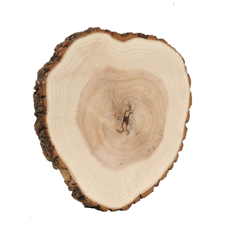 18-inch rustic round poplar wood slab slice on white background - thumbnail number 1