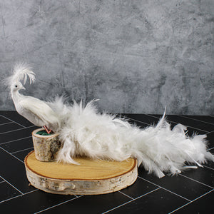 White Feathered Peacocks 17in