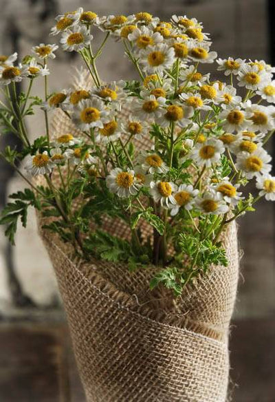 12 Rustic Burlap Pot Gift Wrap - 20 x 20 - thumbnail number 4