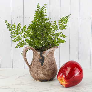 preserved ferns 10in 5 6 stems lutti adianthum