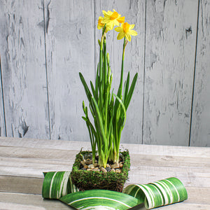 moss and wicker square pot 5in