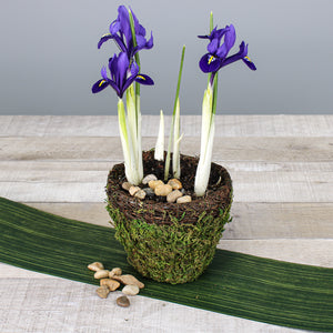 wicker and moss planter 5in round