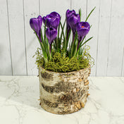 Birch Bark Planter Pot 4.75" w/Liner - thumbnail number 2