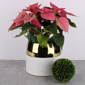 White and Gold Ceramic Claire Vase & Pot 7.5" x 6.25"