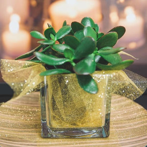 Richland Square Glass Cube Vase 4" Set of 12