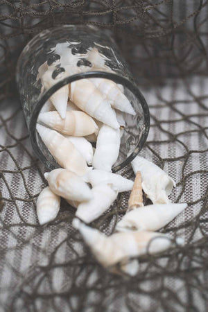 Richland Conch Vase Filler Set of 12