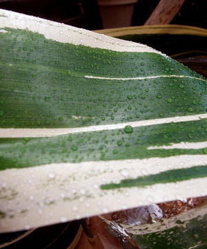 Variegated Aspidistra Leaf 4" Ribbon Green & Cream 50 yards