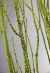 birch tree branches moss coated 4 5 5 branches bunch - thumbnail number 1