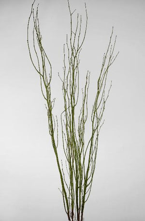 Birch Tree Branches Moss Coated 4.5' (5 branches/ bunch)