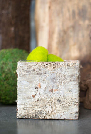 birch bark square pot with liner 5in