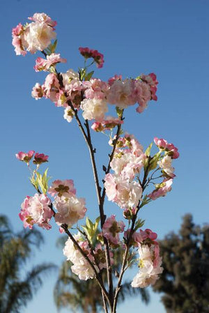 Pink Cherry Blossom Branches 45"