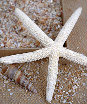 Crushed Shells Fine 1.75 lbs