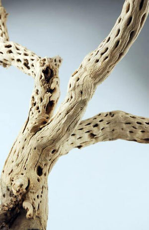 cholla wood branch 12in