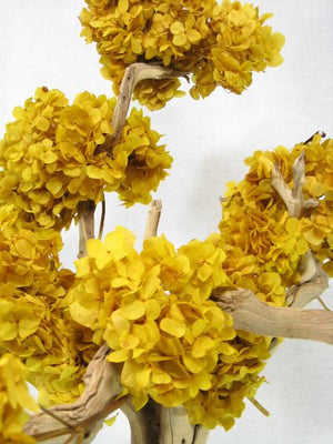 Natural Ghostwood Branches 16-22in Sanded