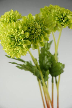 6 green pompom mums