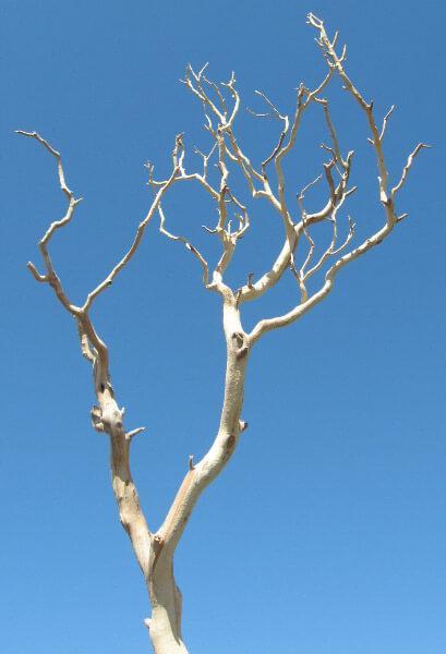 Manzanita Branches | Sanded Sierra Natural Manzanita 18-26in - thumbnail number 1