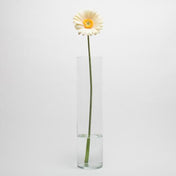 Richland Yellow Gerbera Daisy 24" Set of 24 - thumbnail number 2
