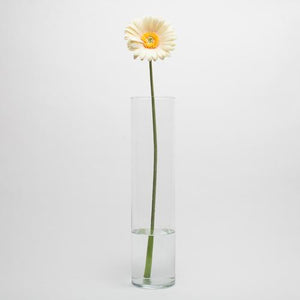 Richland Yellow Gerbera Daisy 24" Set of 24