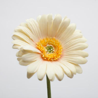 Richland Yellow Gerbera Daisy 24"