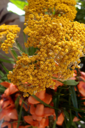 yellow natural yarrow 10 stems