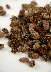 pine cones hemlock 3qrts 1000 cones - thumbnail number 1