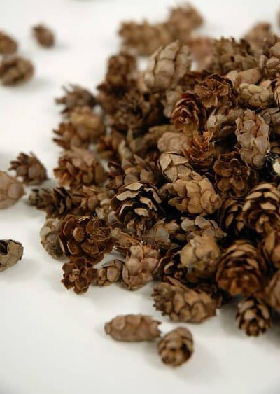 Tiny Hemlock Pine Cones 3qrts (1000 cones)