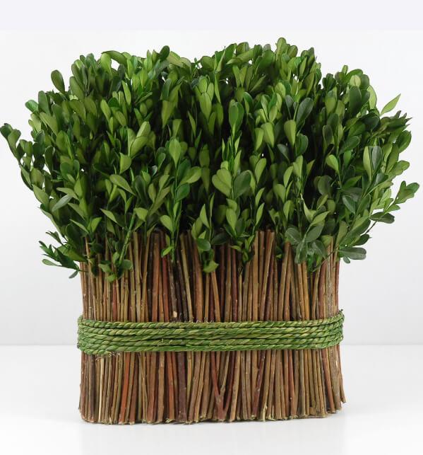 Preserved Boxwood 11" Arrangement - thumbnail number 1