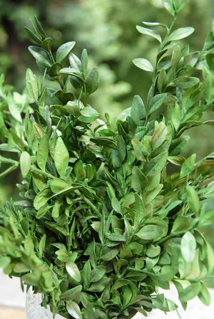 preserved boxwood bundle in natural green 5oz
