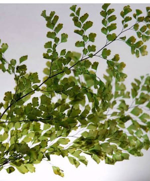 Preserved Ferns 5-6 stems Lutti Adianthum