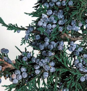 preserved juniper branch with berries 20in