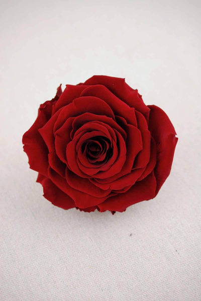 preserved roses 4 burgundy red - thumbnail number 1