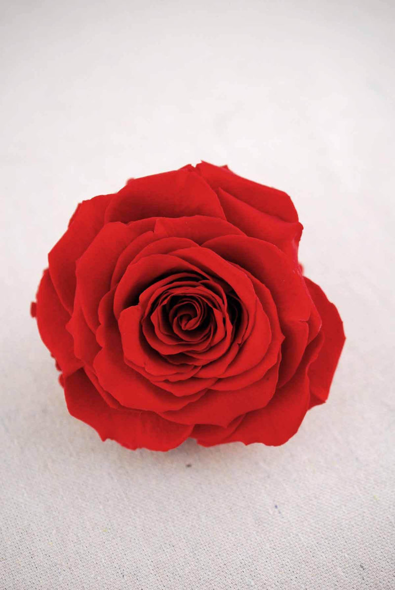 preserved roses 4 red - thumbnail number 1