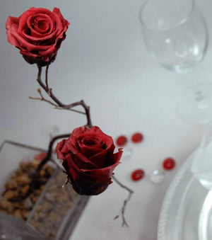 Preserved Roses 1in Burgundy Red (15 roses)