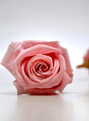 preserved roses 15 rose heads 1 inch pink